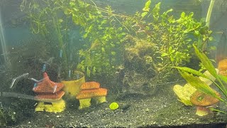 Cleaning planted tank [upl. by Soutor]