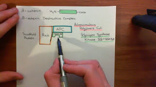 The Wnt  BetaCatenin Pathway Part 2 [upl. by Anma]