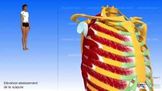 Lépaule larticulation scapulothoracique [upl. by Nostets195]