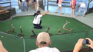 Snakes cobra show Part 1 [upl. by Viole]