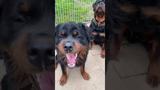 So much adorableness Rottweiler Puppies 🥰 [upl. by Xad]