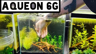 Aqueon Rimless 6 gallon Aquarium Review amp Aquascape [upl. by Puttergill570]