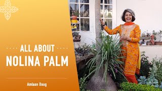 All About Nolina Palm  बेहद आसानी से उगने वाला पौधा नोलीना पाम [upl. by Aronow482]