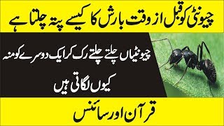 چیونٹیوں کو قبل از وقت بارش کا کیسے پتہ چلتا ہے  Life of Ants  Why Ants Meet Each Other [upl. by Trabue710]