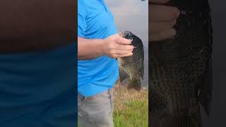 Tilapia Catch Florida fishing fishing tilapia [upl. by Akinat938]