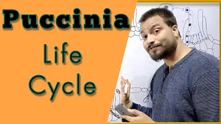 Puccinia graminis Life cycle [upl. by Notyal]