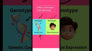 Genotype and phenotype biology students science neet youtubeshorts biotechnology [upl. by Alyl]