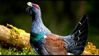 Capercaillie Bird Wood Grouse Heather Cock [upl. by Huebner]