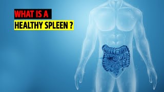 What is a healthy Spleen [upl. by Prisilla]