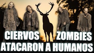 ENFERMEDAD DEL CIERVO ZOMBIE PUEDE CONTAGIARSE EN HUMANOS [upl. by Purdum]