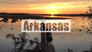 Teal and Shoveler Beat Down Arkansas Flooded Rice 2017 [upl. by Lorusso852]