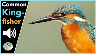 Common Kingfisher  Sounds [upl. by Nolyd]