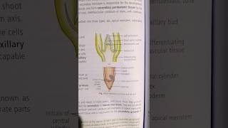 Root and ShootApical meristems importantpoints biology [upl. by Lozar]