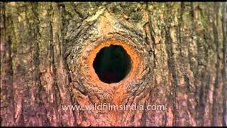 Himalayan Barbet cleaning its nest hole [upl. by Ladiv458]