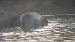 Giant Crocodile Eats Hippo Mother Hippo Mourns [upl. by Grimaldi117]