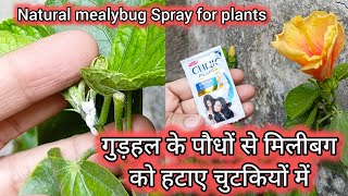 Mealybug Treatment at home  मिलीबग से छुटकारा पाने का घरेलू उपाय mealybugs plantsfragrance viral [upl. by Fong]