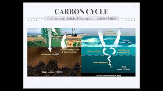 Biogeochemical Cycles [upl. by Grevera]