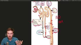 The Nephron Natures Filtration System [upl. by Doro]