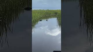 Gator mating call evergladesboats fishing boatriding everglades boattours airboattours [upl. by Ilanos513]