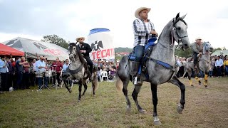 😍 CABALLOS BAILADORES EN LA CABALGATA SURUTATO [upl. by Ciapas]