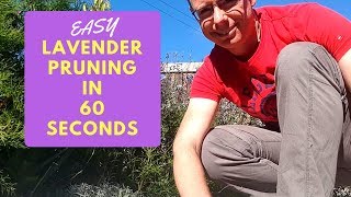 Lavender pruning For Beginners [upl. by Reggy]