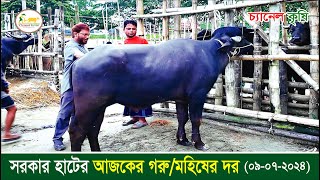 সরকার হাট গরু বাজার  Sorkar Hat Cow Bazar  10102024  CTG  Krishi Vlog  Channel Krishi [upl. by Early115]