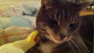 Part 2 of Bird preening cats whiskers [upl. by Samantha]