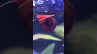 Caracol Planorbis Rojo🐌 curiosidades pezbettas aquarium acuario pezbetta fishtank pez snail [upl. by Nos]