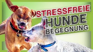 Stressvermeidung bei Hundebegegnungen – mit diesen einfachen Tipps klappt es [upl. by Vin]