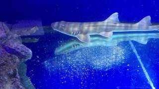 Keeping Bamboo Shark [upl. by Einnim]