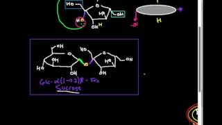 Disaccharides Sucrose [upl. by Aiela925]