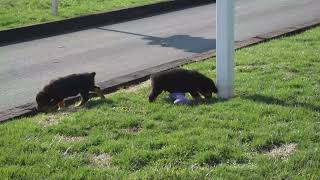 Rottweiler Puppies for Sale [upl. by Saleme51]