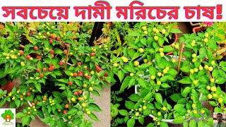 চারাপিটা মরিচের চাষ। টবে চারাপিটা মরিচের চাষ। How to grow Charapita chillies Peppers [upl. by Aihsotan]