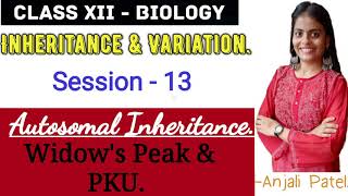 Class XII Biology  Inheritance and Variation  Autosomal Inheritance  Widows peak and PKU [upl. by Vanden194]