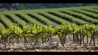 La Route des vins  Cote du Rhone [upl. by Dlorej114]