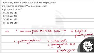 How many meiotic and mitotic divisions respectively are required to produce 960 male gametes in [upl. by Eenitsed91]