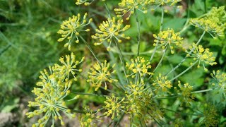 சோம்பு  Fennel Plant  Foeniculum Vulgare [upl. by Hewie]