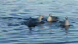 Petrel Plateado Fulmarus glacialoides [upl. by Kcireddor]