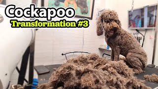 Cockapoo GROOMING Transformation 3 [upl. by Terry]