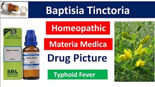 Baptisia Tinctoria Homeopathic Medicine  Drug Picture  Materia Medica bhms materiamedica [upl. by Ivonne]