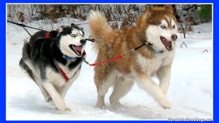 2010 Thunder Bay Classic Sled Dog Races Siberian Husky Mush MUSH Dog Sledding [upl. by Anema]