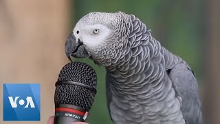 Talking Parrot  VOANews [upl. by Idnal]