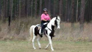 Black and white Spotted Tennessee Walking Horse gelding for sale [upl. by Ettevram387]