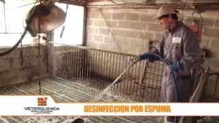 Video Bioseguridad LIMPIEZADESINFECCIONCONTROL PEDvPRRSv [upl. by Xad]