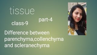 tissue parenchyma collenchyma scleranchyma htet cbse dsssb emrskvs2023 class9 chapter6 [upl. by Kelvin]