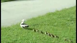 DUCKLINGS Crossin the road D [upl. by Sherrer]