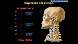 Drs Abad amp Matos  Anatomía del Cuello [upl. by Nad613]