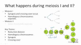 522 Meiosis I and Meisosis II [upl. by Pudens828]