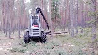 Thinning a pine plantation with a Vimek combine harvester near Engure [upl. by Agem]