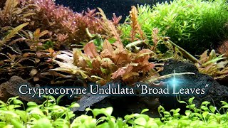 Cryptocoryne Undulata Broad Leaves características [upl. by Mariya]